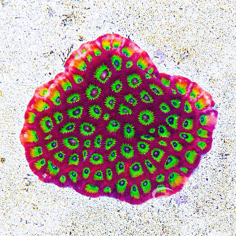ECC Ring of Fire Favites Frag