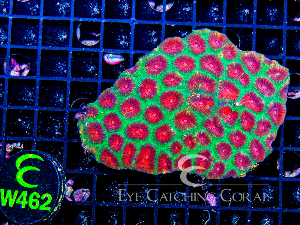 Aussie Favia Watermelon L - Disc W462