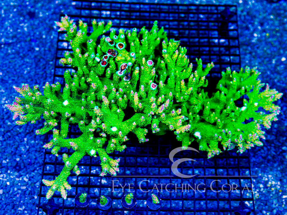 ECC Peach Rings Acropora Frag