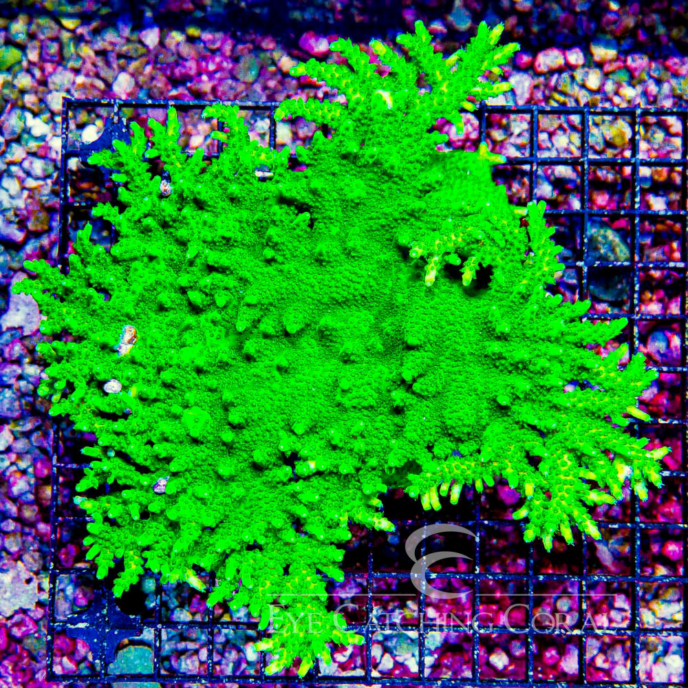 ECC Toxic Fusion Acropora Frag