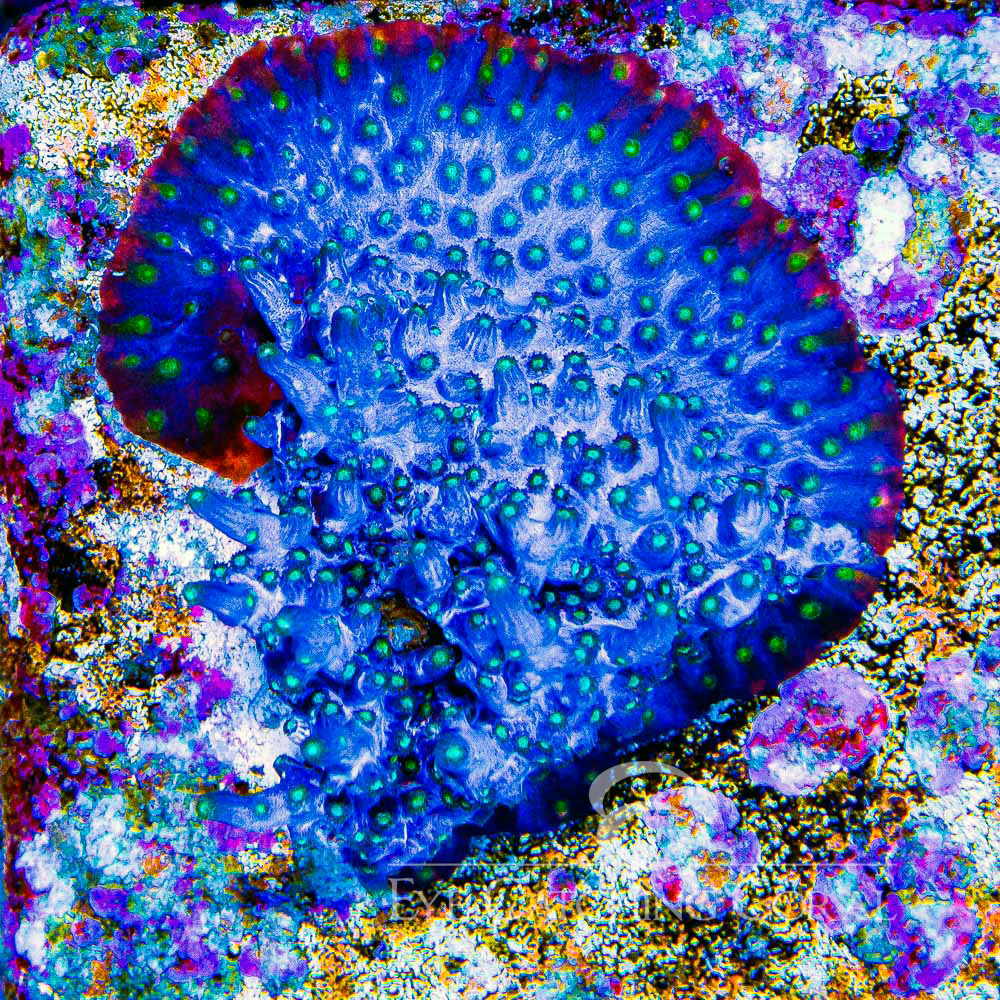 ECC Dark Matter Branching Cyphastrea Frag