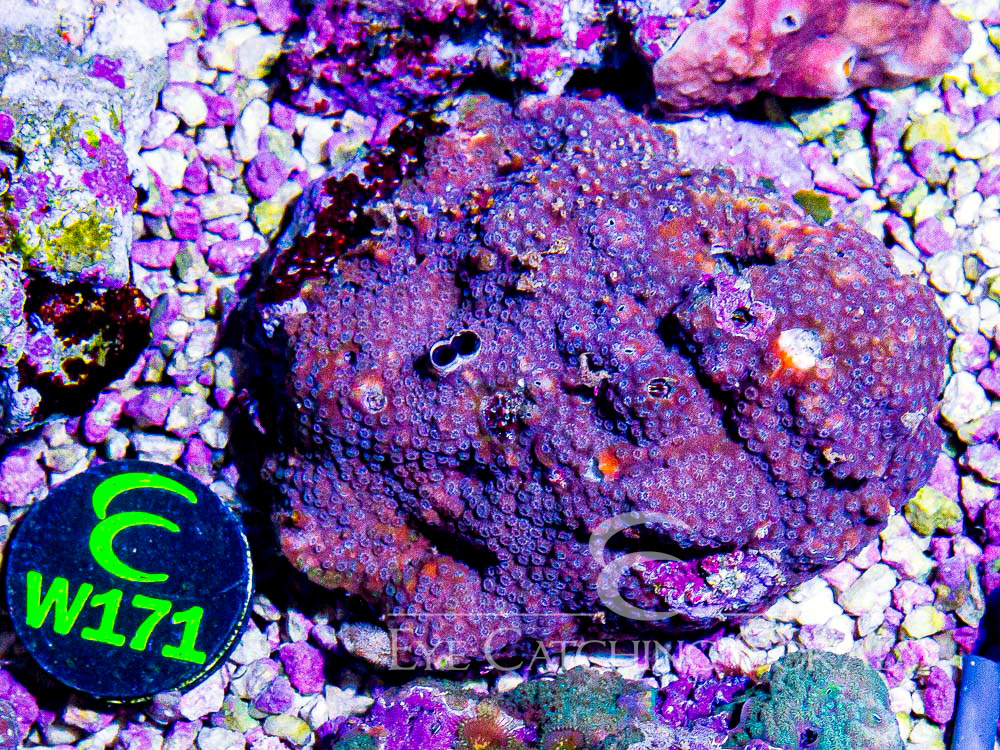 Aussie Christmas Tree Worm on Rock XL - Disc W171