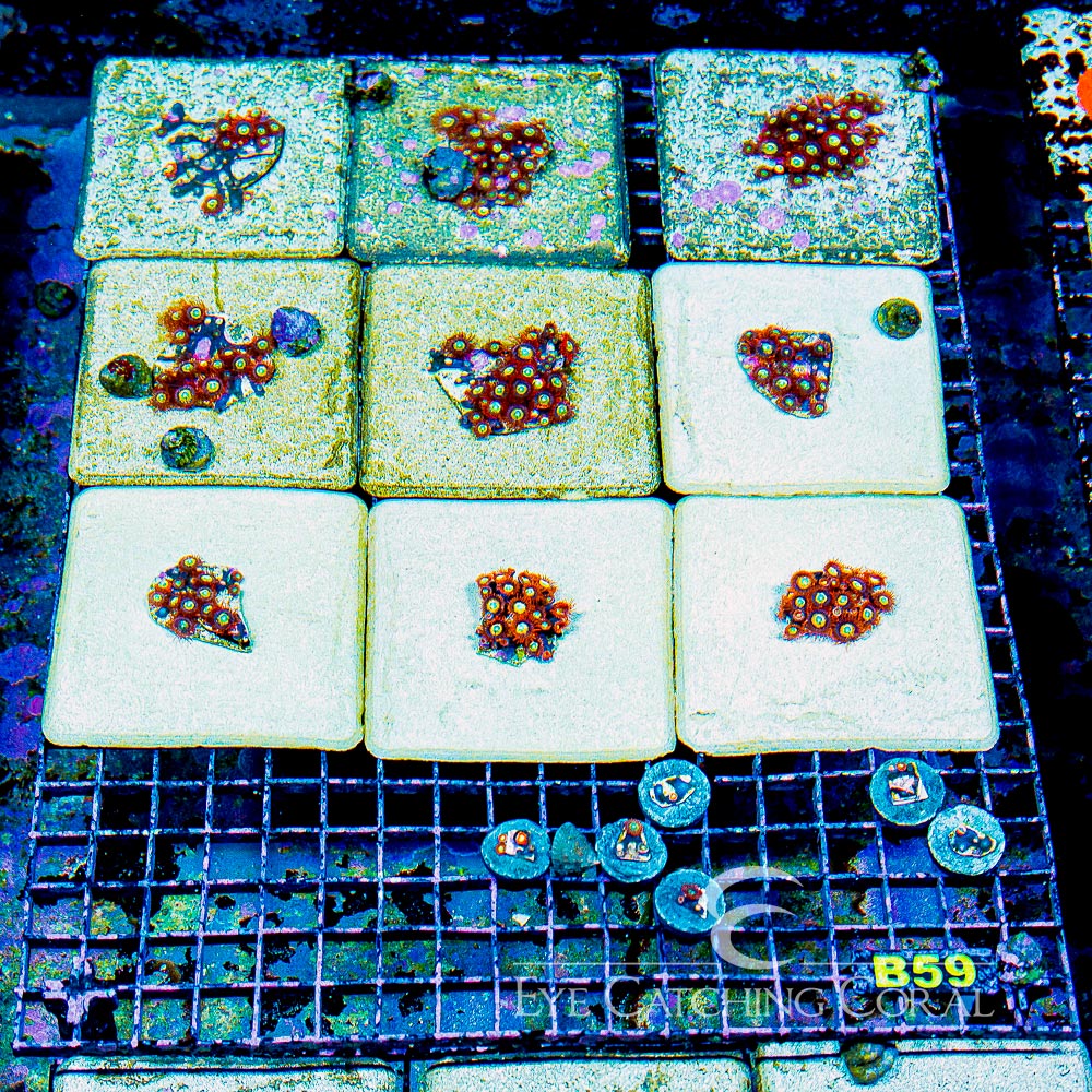 ECC Shatterfield Zoanthid Frag (4+ Polyp Average)