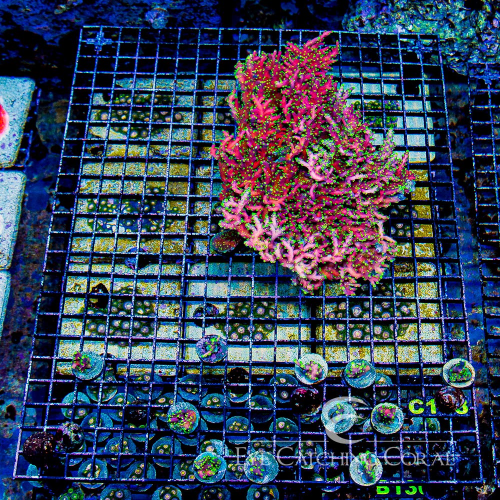 ECC Proximo Acropora Frag
