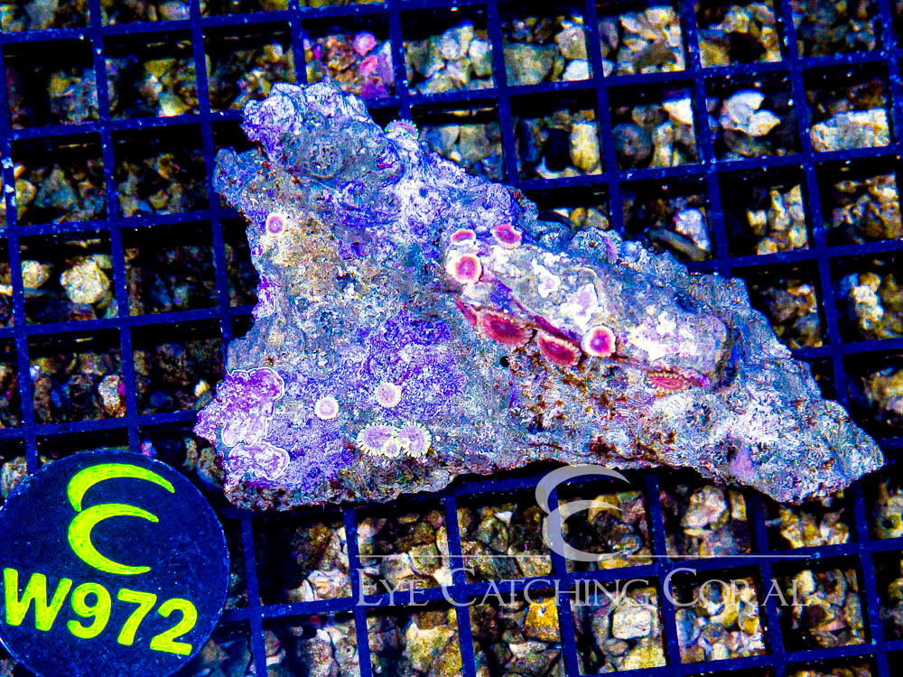 Indo Zoanthid Ultra (Sorted by Size & Color) Level 4 - Disc W972