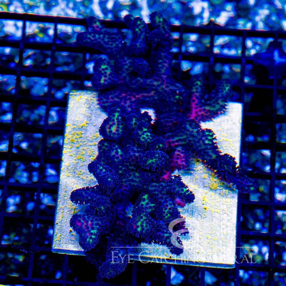ECC Void Walker Stylophora Frag
