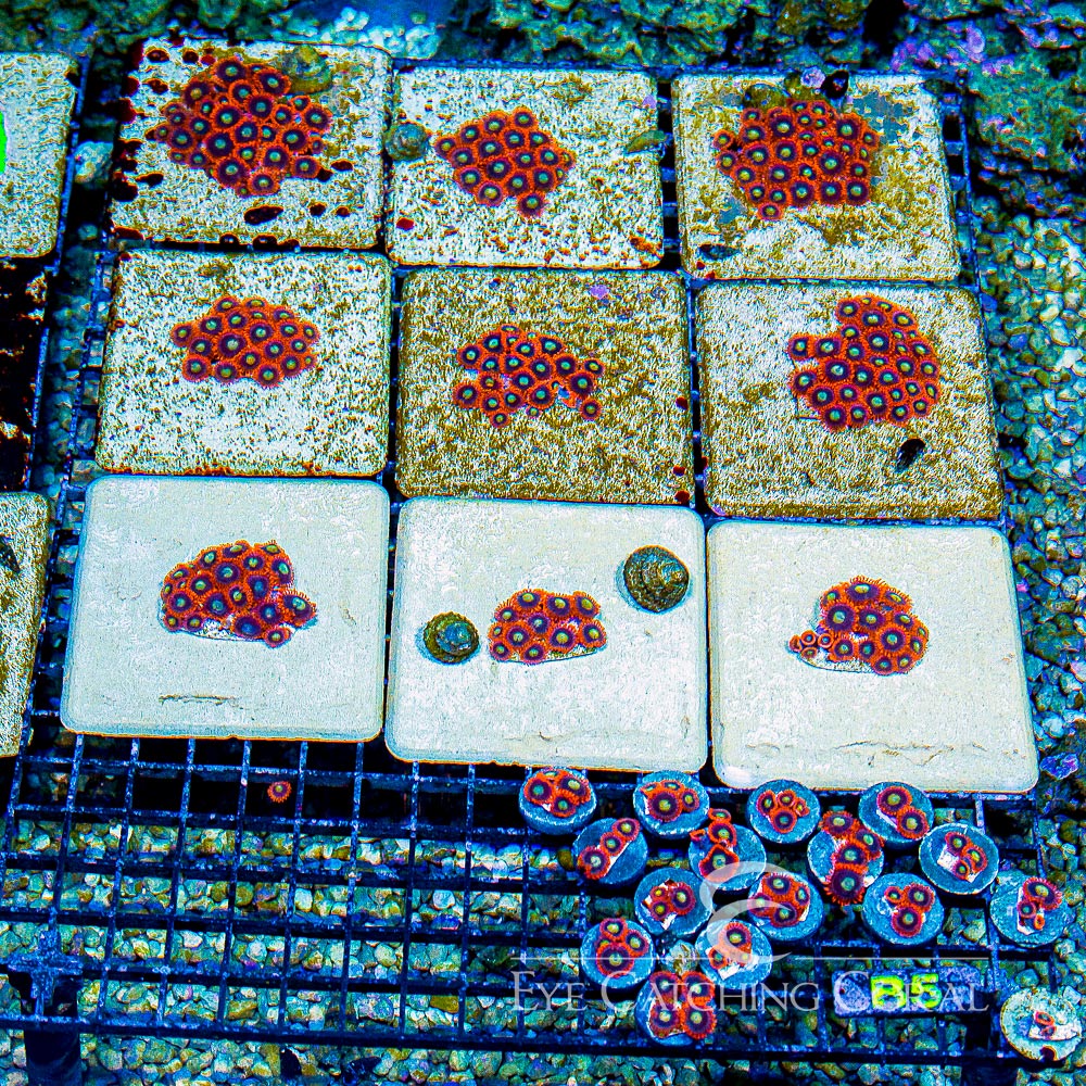 ECC Burning Suns Zoanthid Frag (4+ Polyp Average)