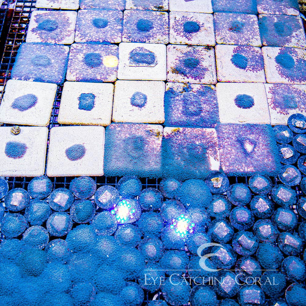 ECC Blue Snowflake Polyp Big Frag