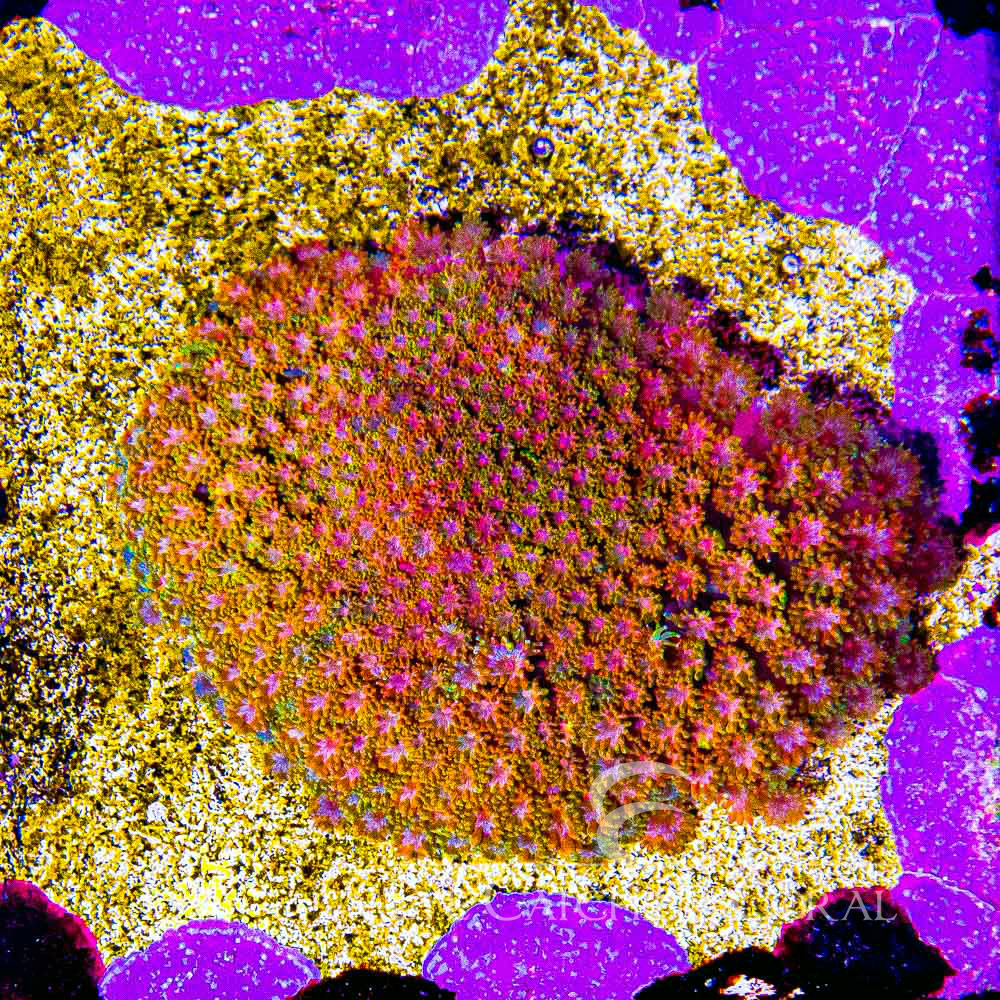 ECC Sunflower Short Polyp Goniopora Frag
