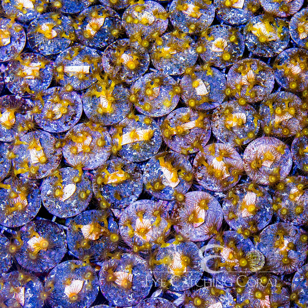 ECC Yellow Polyps Big Frag