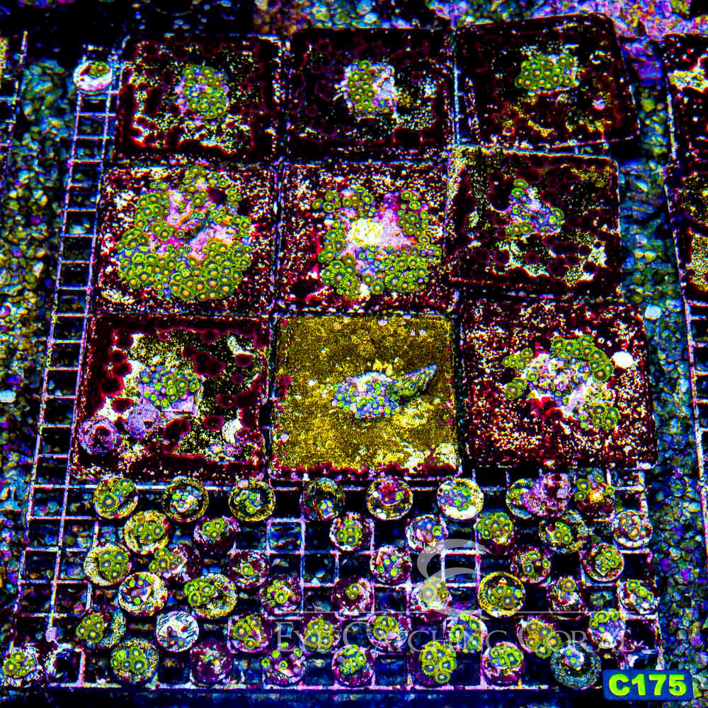 ECC Green Bay Packers Zoanthid Frag (4+Polyp Average)