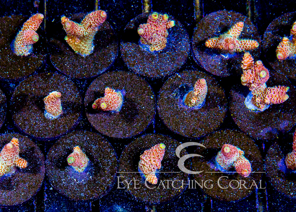 ECC Peach Dream Acropora Frag