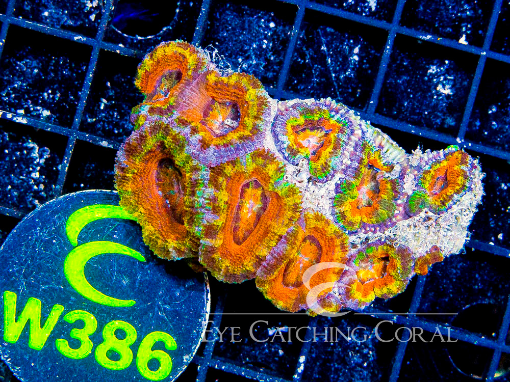 Aussie Acan Lord Rainbow or Super Ultra XS - Disc W386