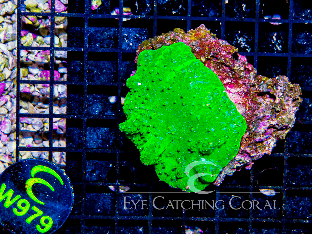 Aussie Cabbage Leather S - Disc W979