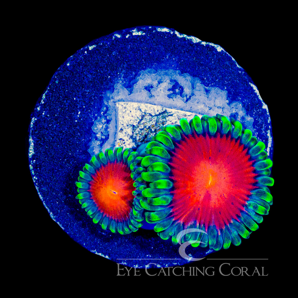 ECC Burn Willow Zoanthid Frag (Big Polyp Zoa) (2+ Polyp Average)