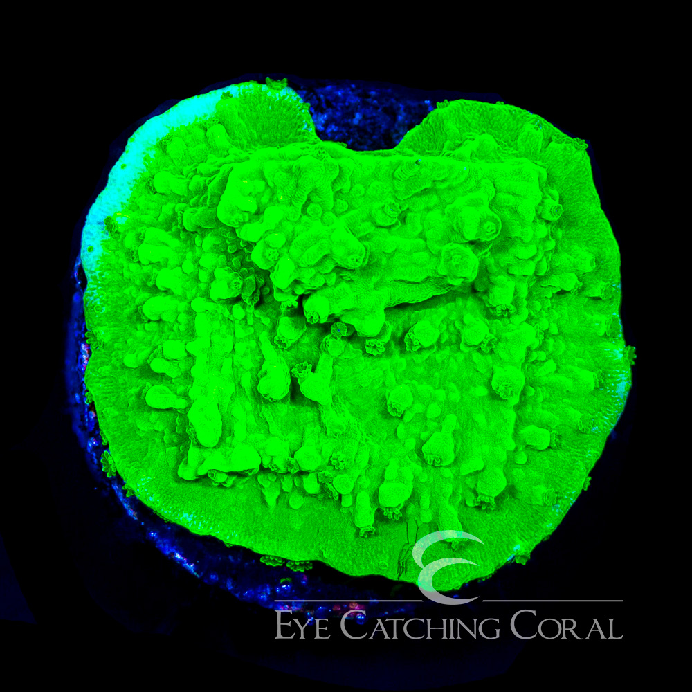 ECC Chemical Burn Montipora Frag
