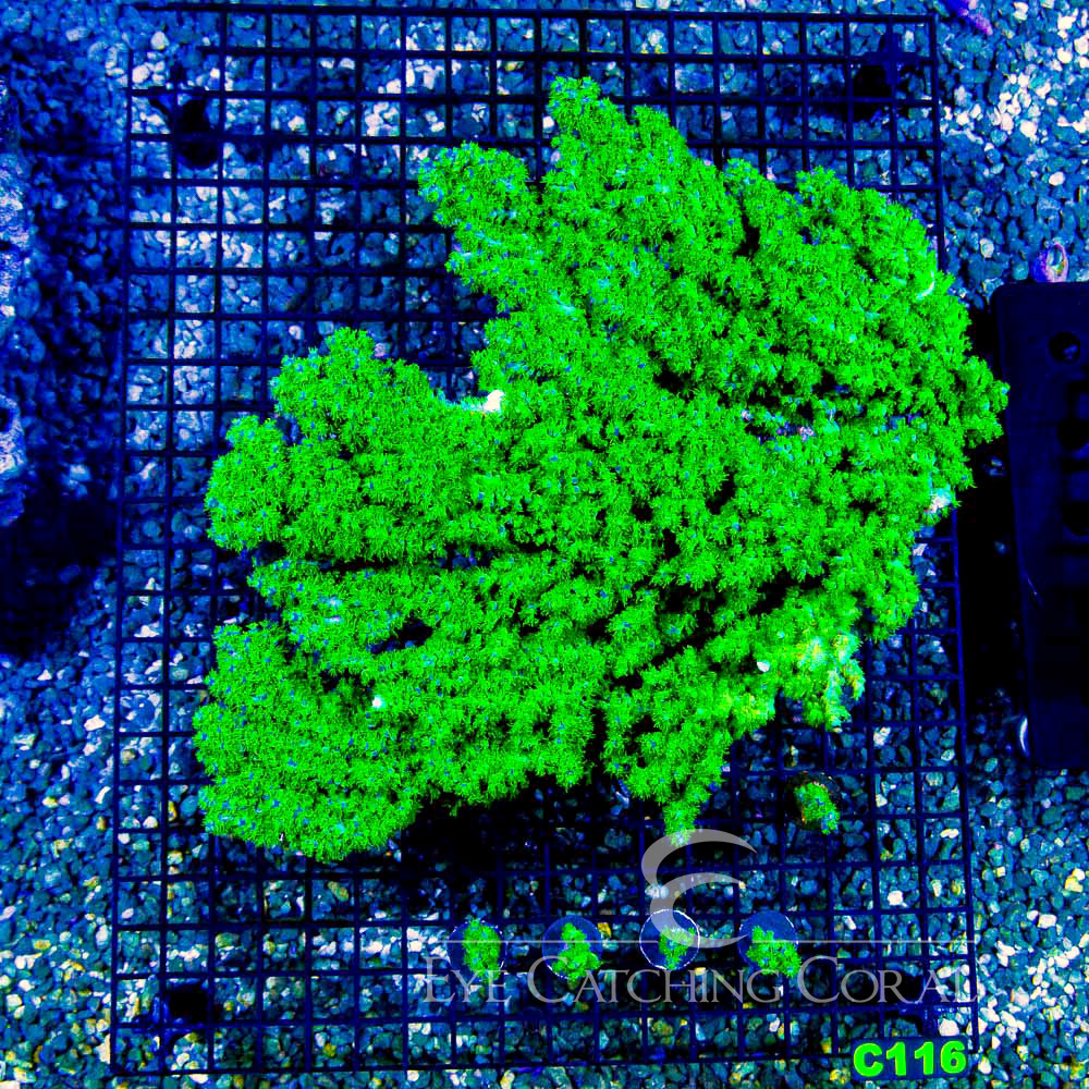 ECC The Fuzz Acropora Frag