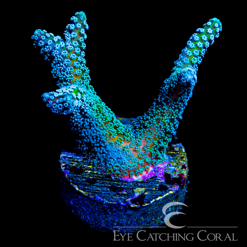 ECC Light Wave Birdnest Frag