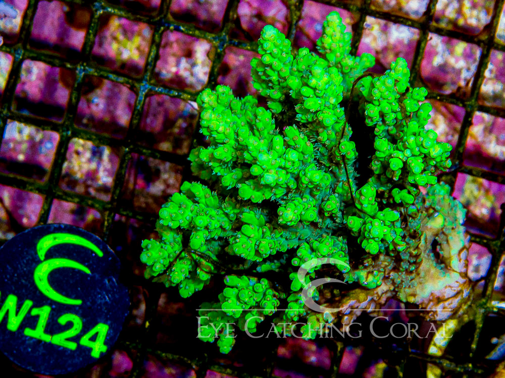 Aussie Acropora - Priced by size and color  M - Disc W124