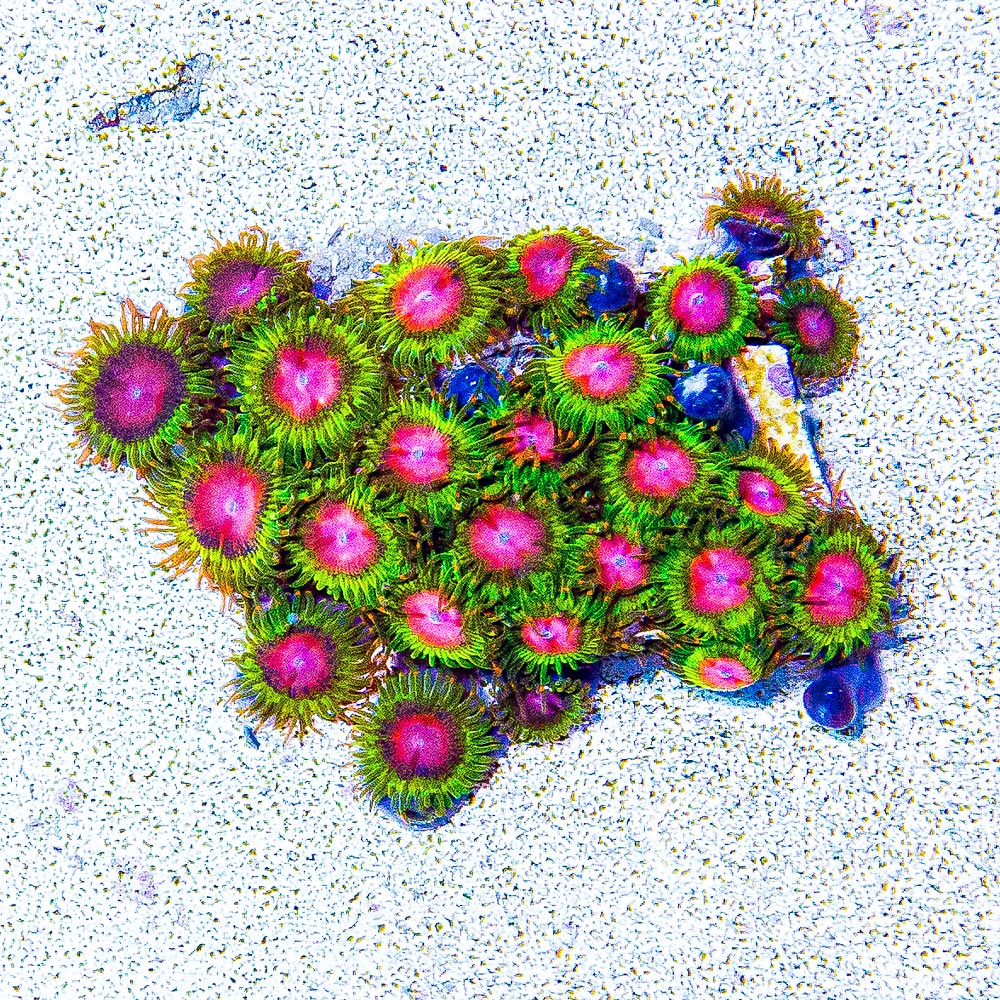 ECC Awesome Blossom Zoanthid Frag (4+ Polyp Average)