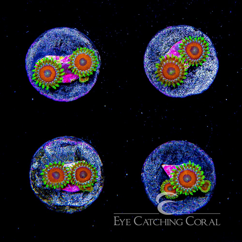 ECC Eagle Eye 2.0 Zoanthid Frag (4+ Polyp Average)