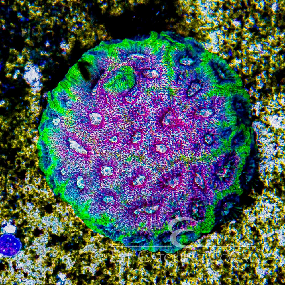 ECC Peace Coral Favia Frag