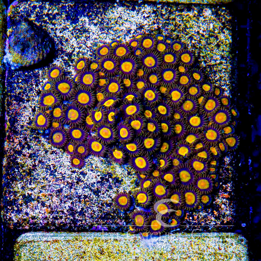 ECC Tutti Frutti Zoanthid Frag (4+Polyp Average)