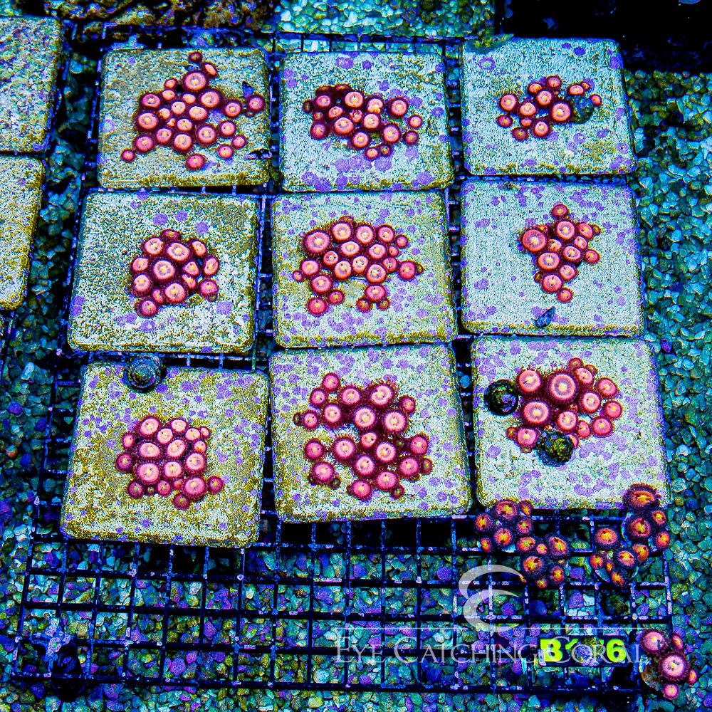 WWC Halle Berry Palythoa Frag (4+ Polyp Average)