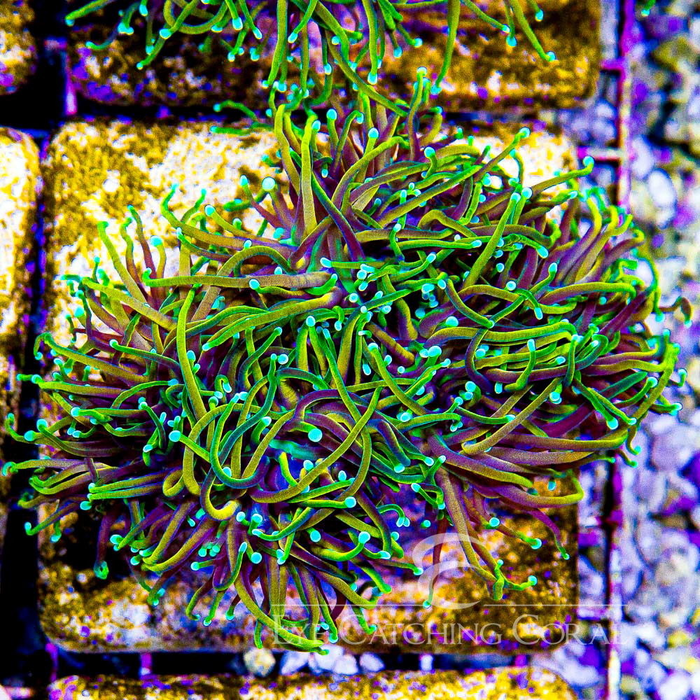ECC Golden Dragon Torch Frag