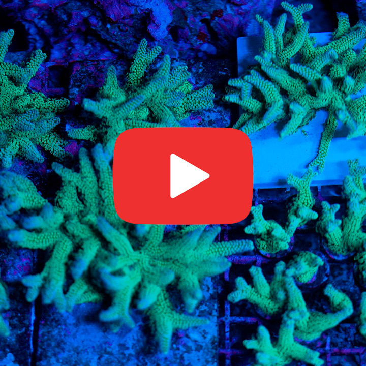 ECC Light Wave Birdnest Frag