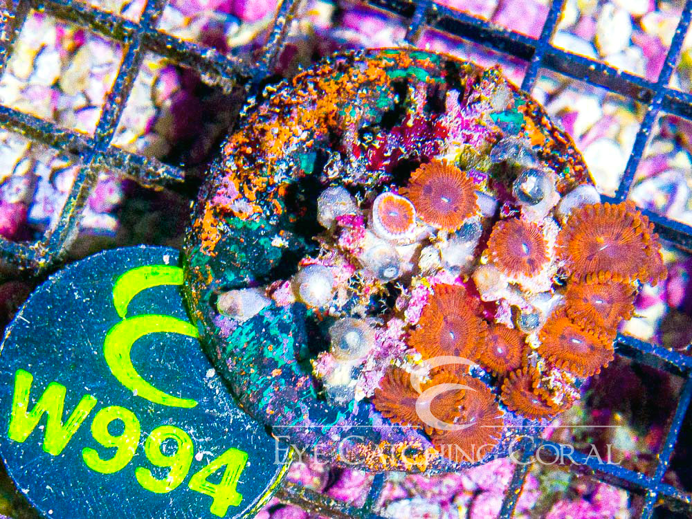 Indo Zoanthid M - Disc W994