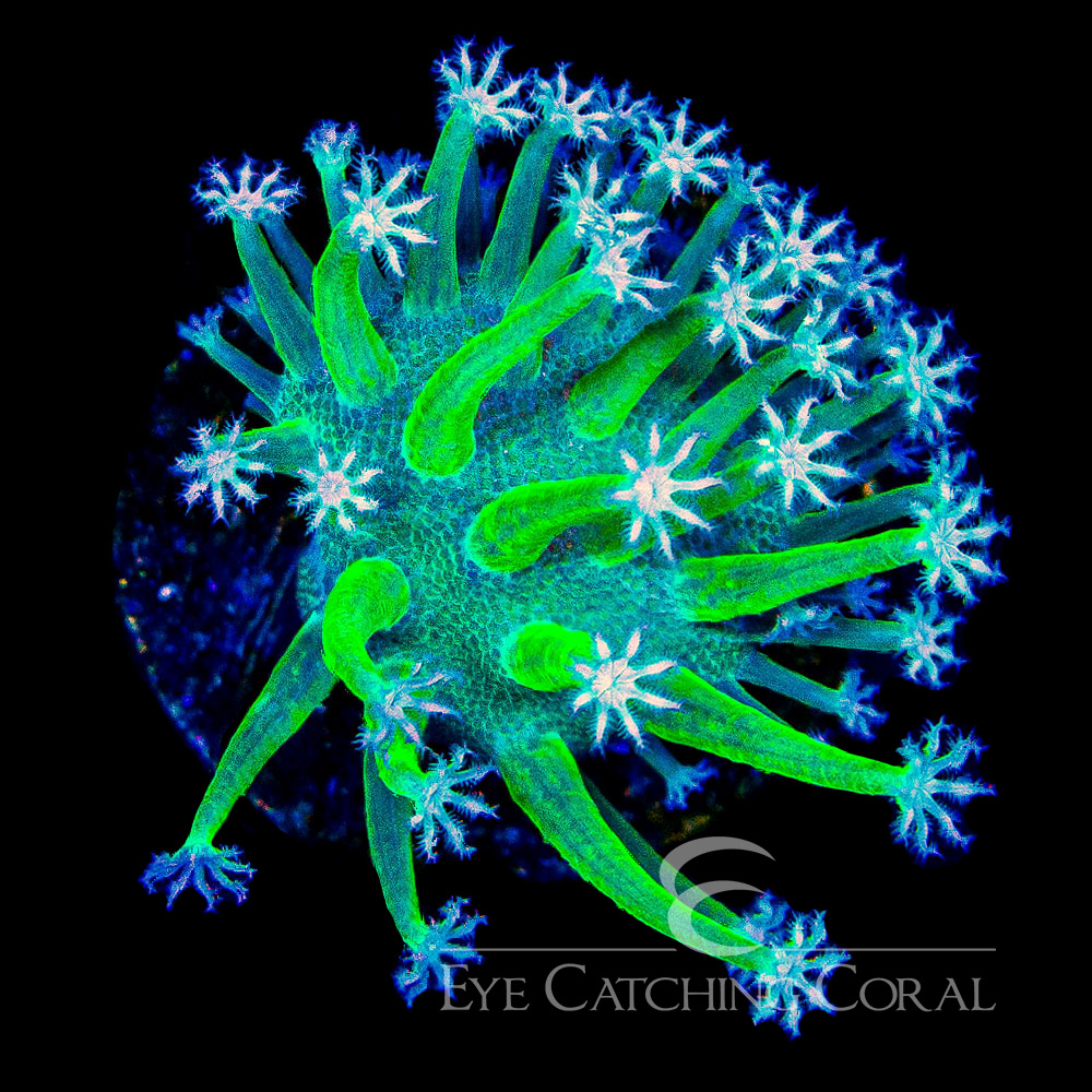 ECC Weeping Willow Toadstool Frag