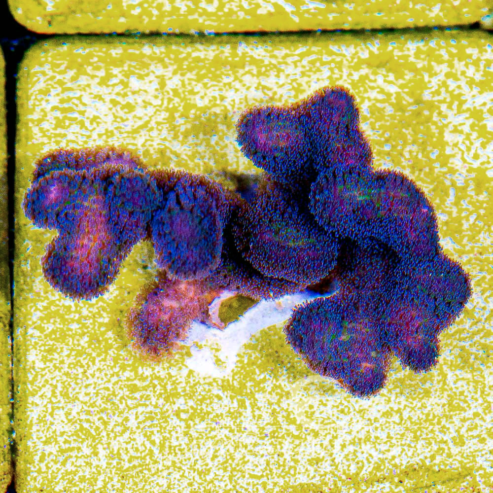 Tidal Gardens OG Tyree Rainbow Stylophora Frag
