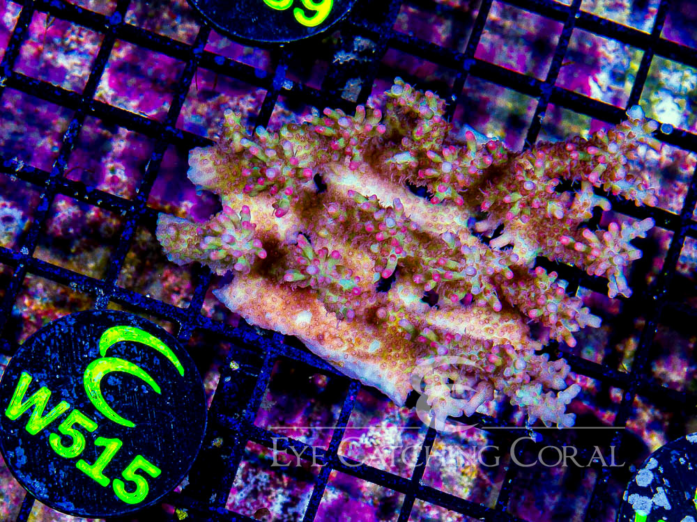 Aussie Acropora Shortcake S- Disc - W515