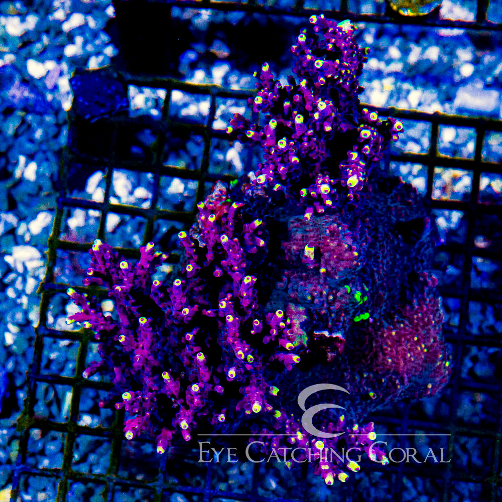 ECC Flame Tip Acropora Frag