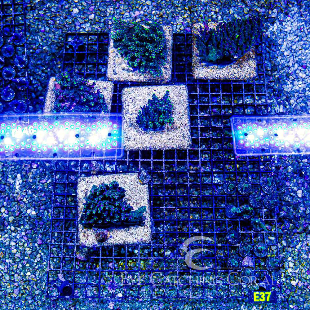 ECC Riptide Acropora Frag