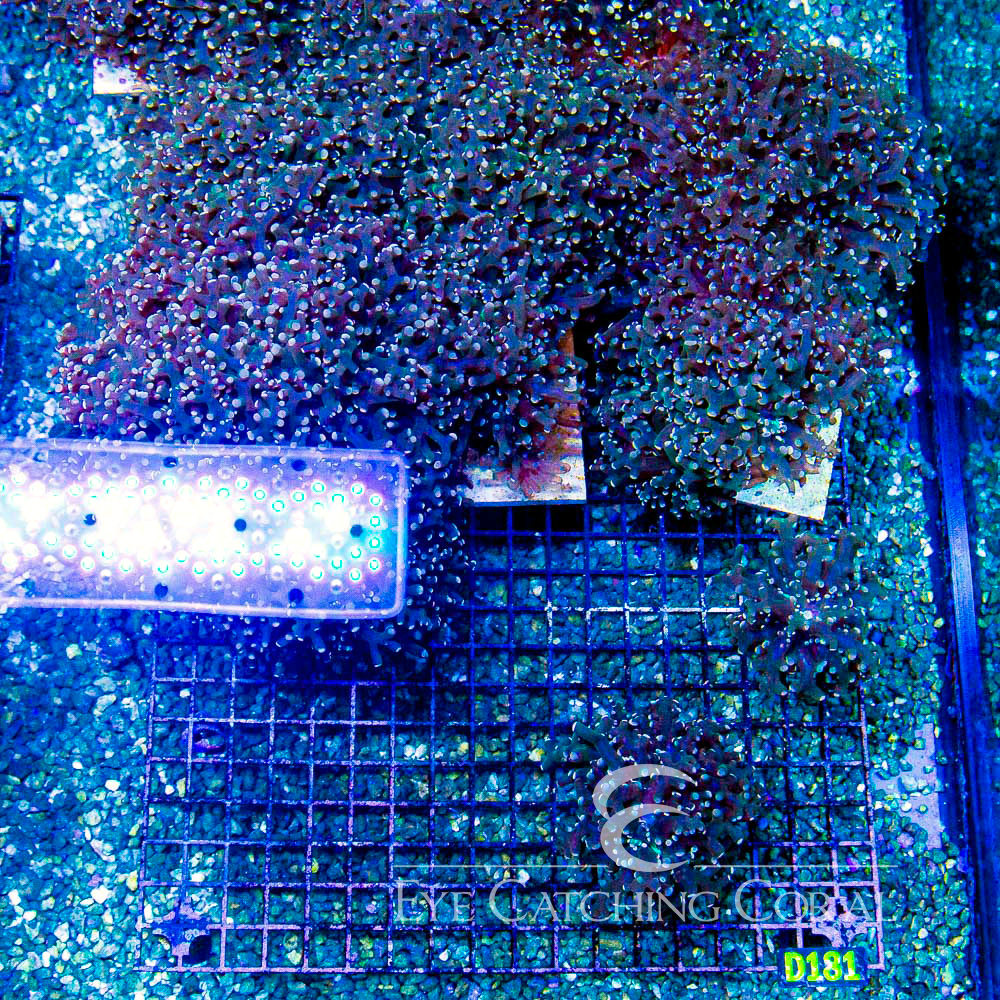 ECC Poison Dart Frogspawn Frag