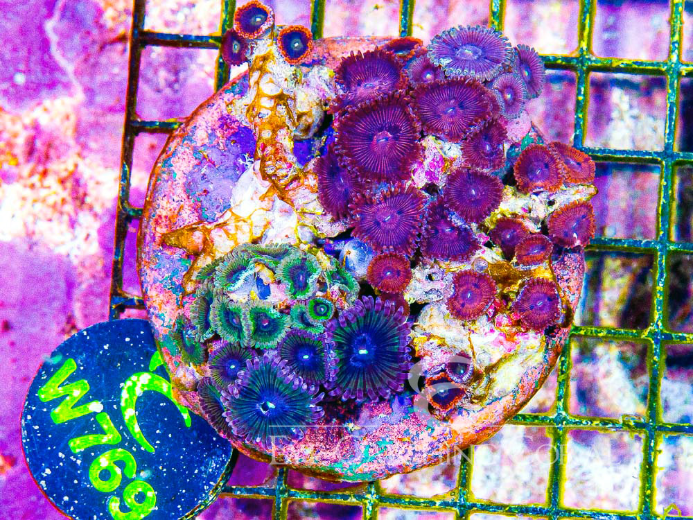 Indo Zoanthid L - Disc W769