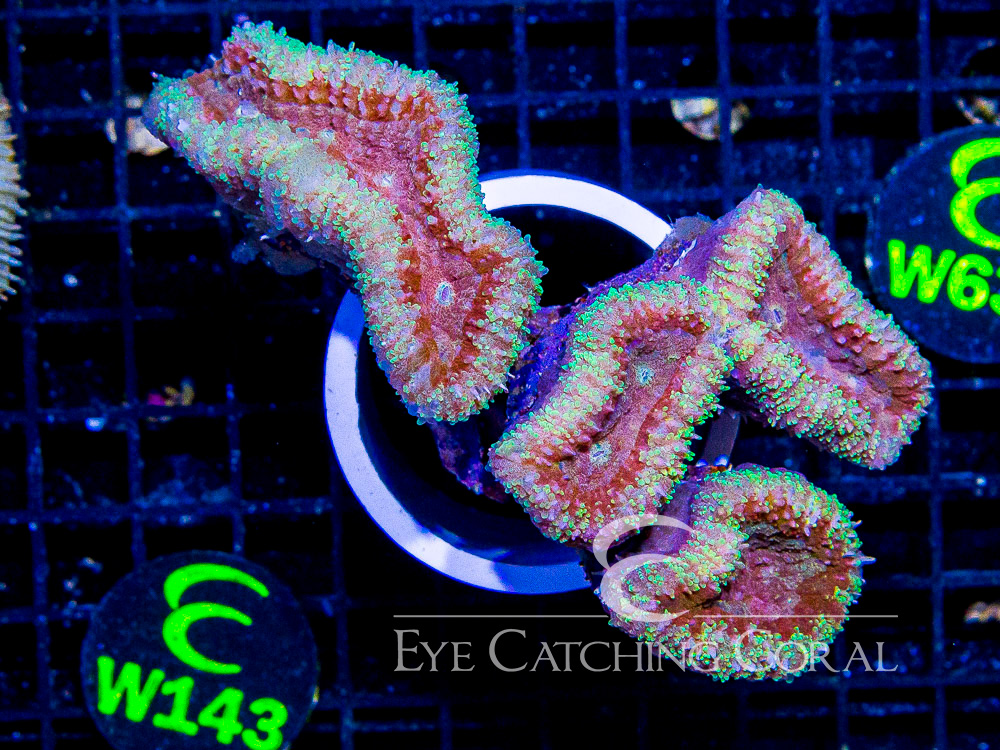 Indo Lobophyllia or Symphyllia XL - Disc W143