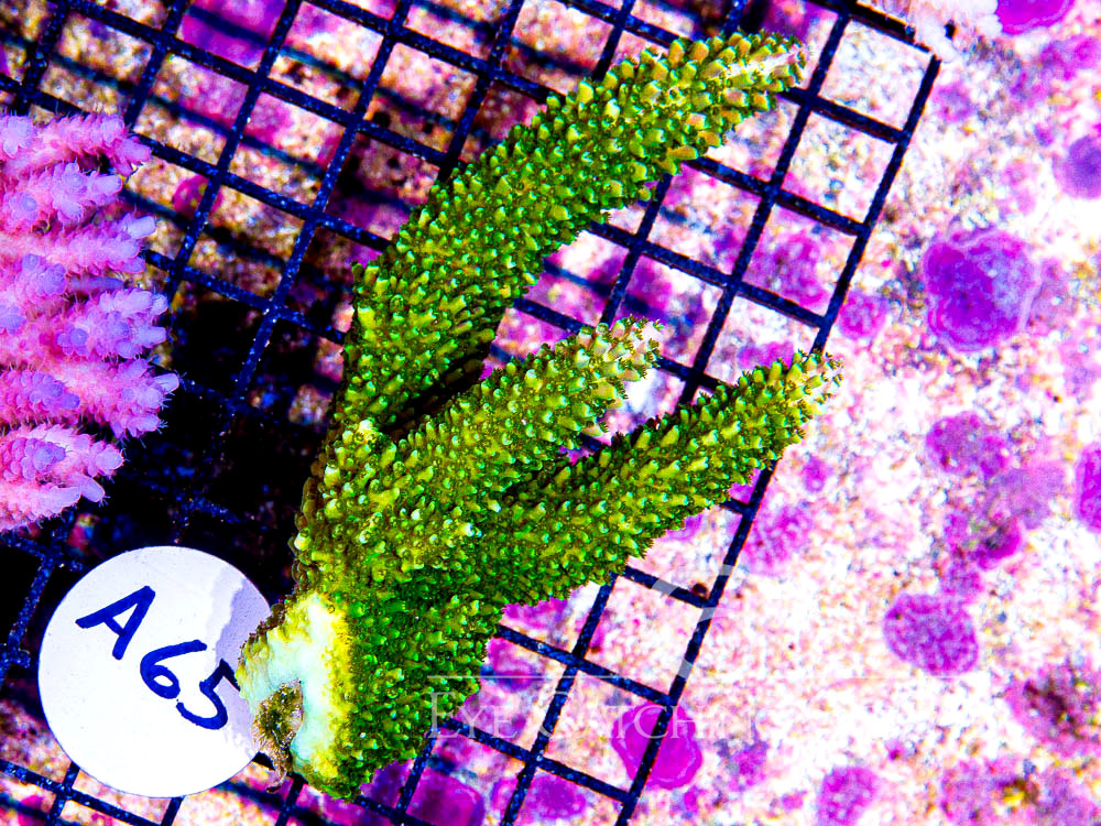 Aussie Acropora - Priced by size and color  M - Disc A65