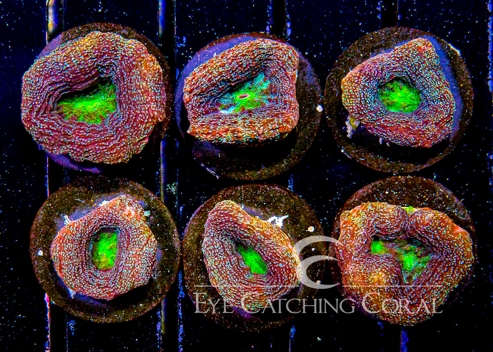 ECC Evil Eye Bowerbanki Frag