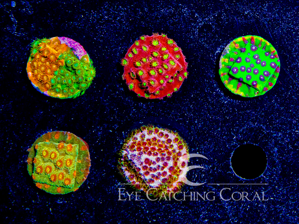 ECC Assorted Cyphastrea Aquacultured Coral Frag Pack