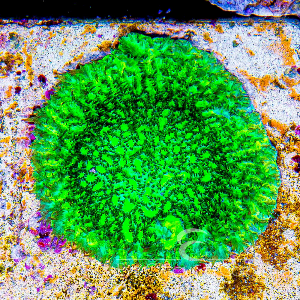 ECC Outworld Hydnophora Frag