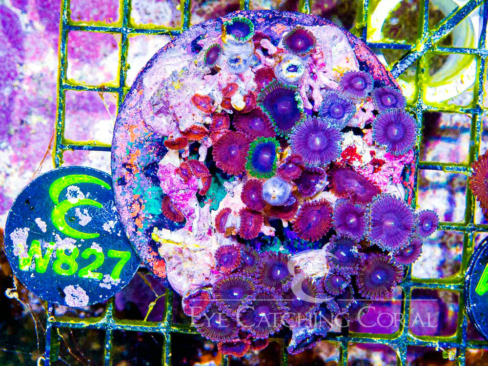 Indo Zoanthid L - Disc W827