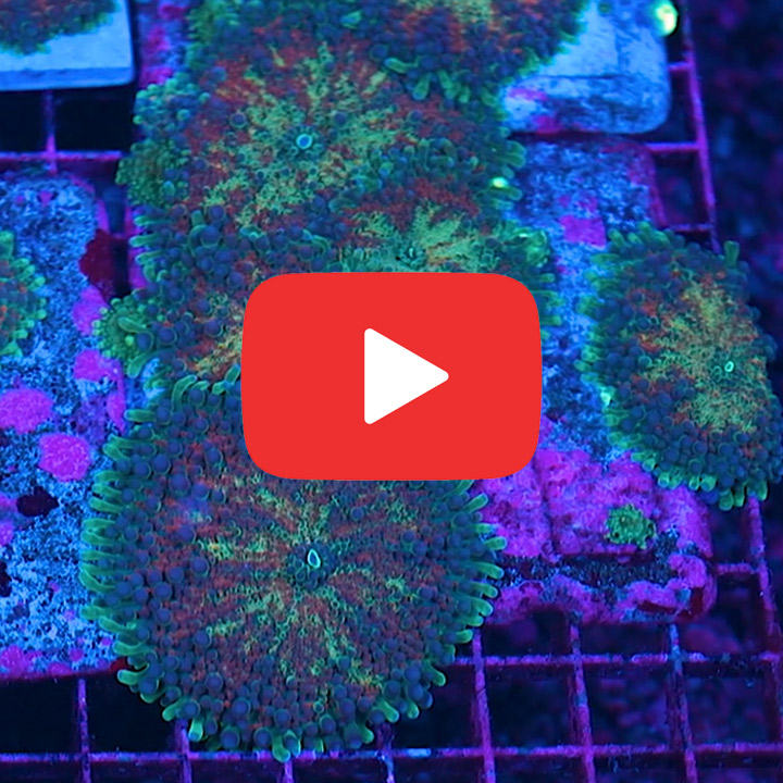 ECC Supernova Yuma Frag