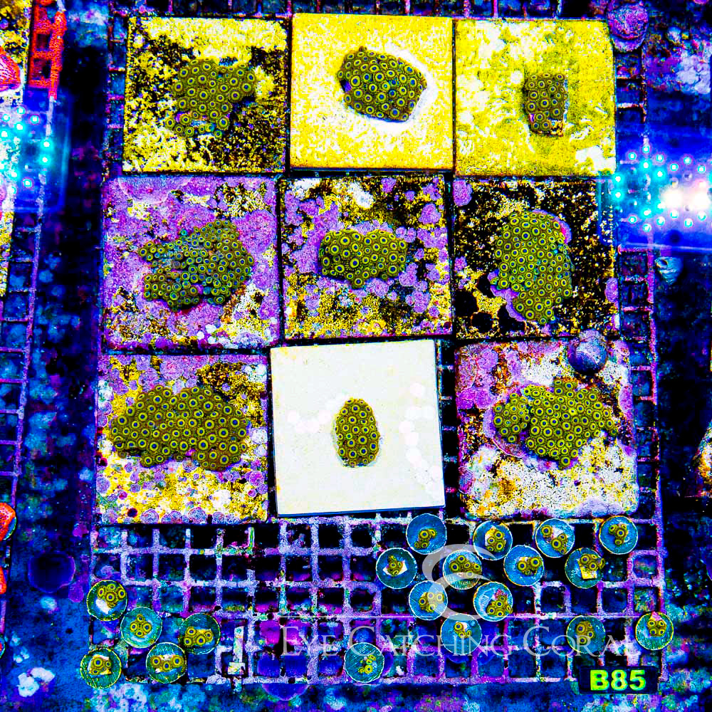 ECC Lakers Zoanthid Frag (4+ Polyp Average)
