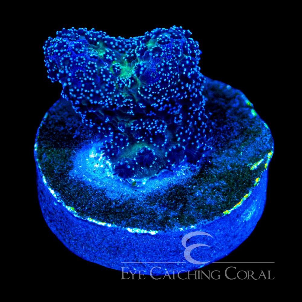 ECC Void Walker Stylophora Frag