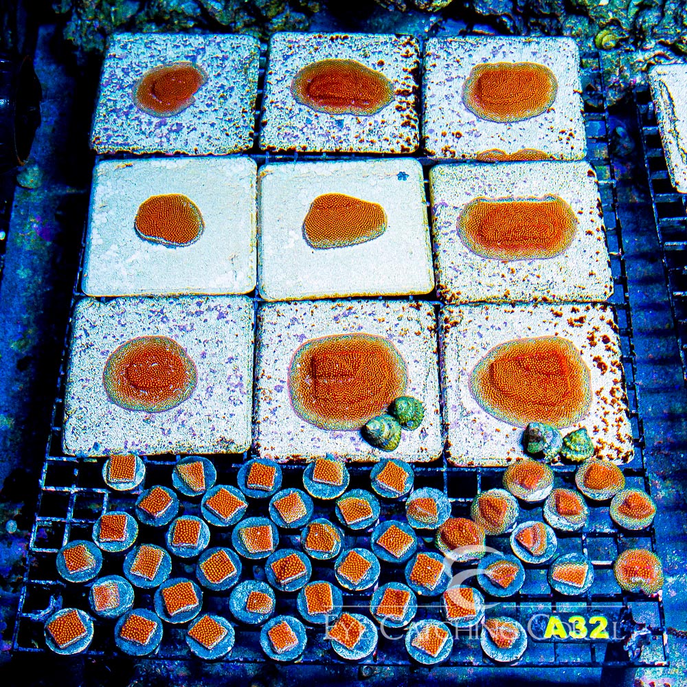 ECC Twisted Metal Stylocoeniella Frag