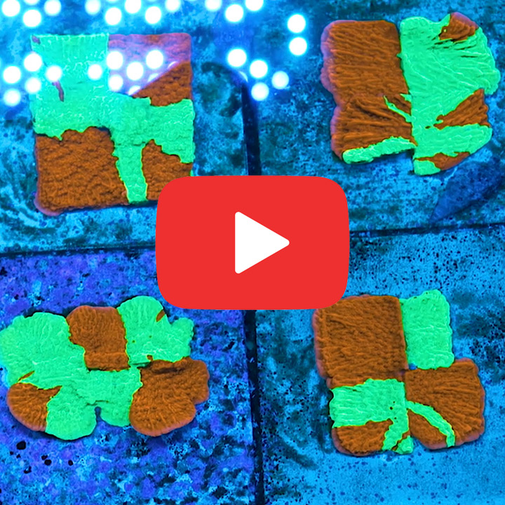 ECC Nuclear Fusion Montipora Frag
