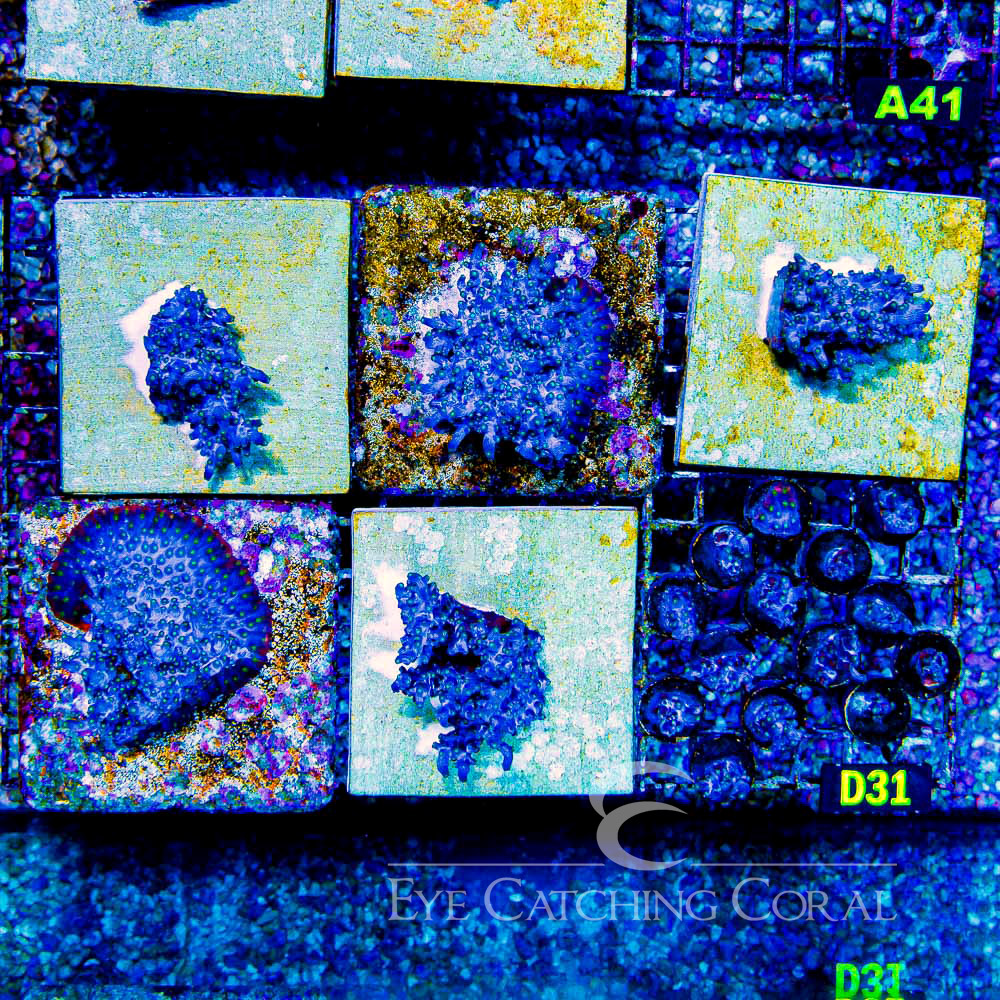 ECC Dark Matter Branching Cyphastrea Frag
